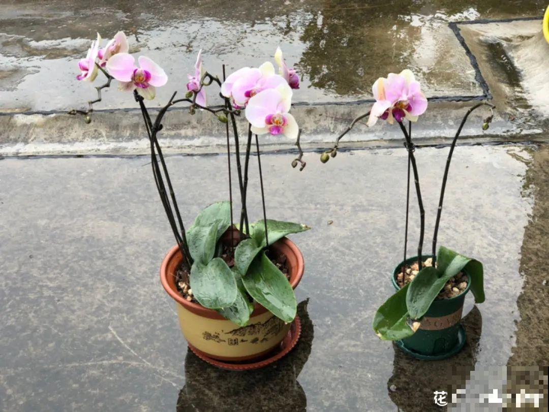 7种花，立秋后换盆，秋冬才能越养越好