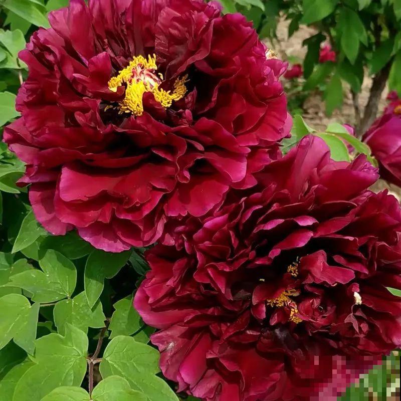 中国人最爱养的花，富贵又大气，养大门口特有面子！