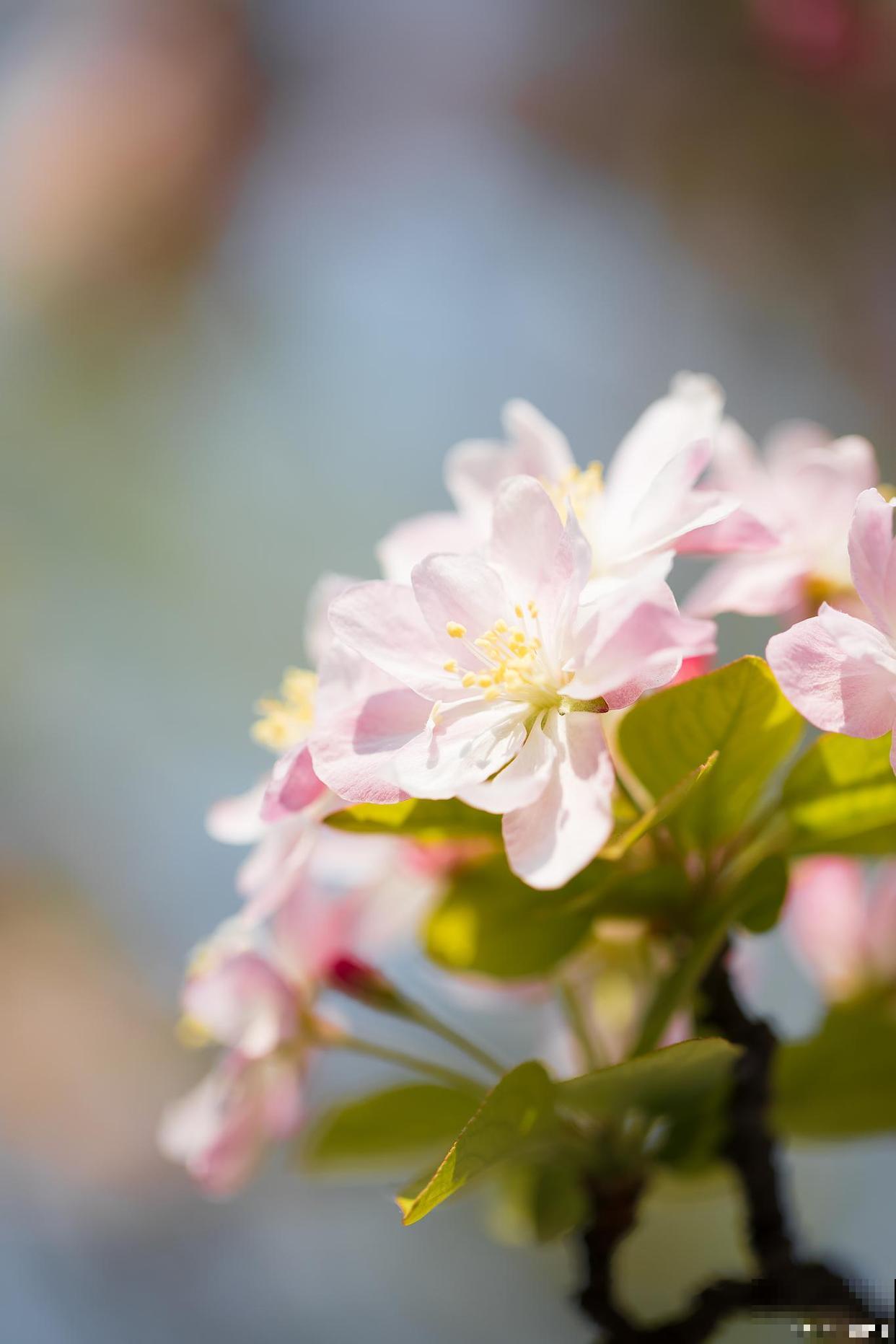 家里养盆海棠花，4个养护要点要记住，植物养得超壮