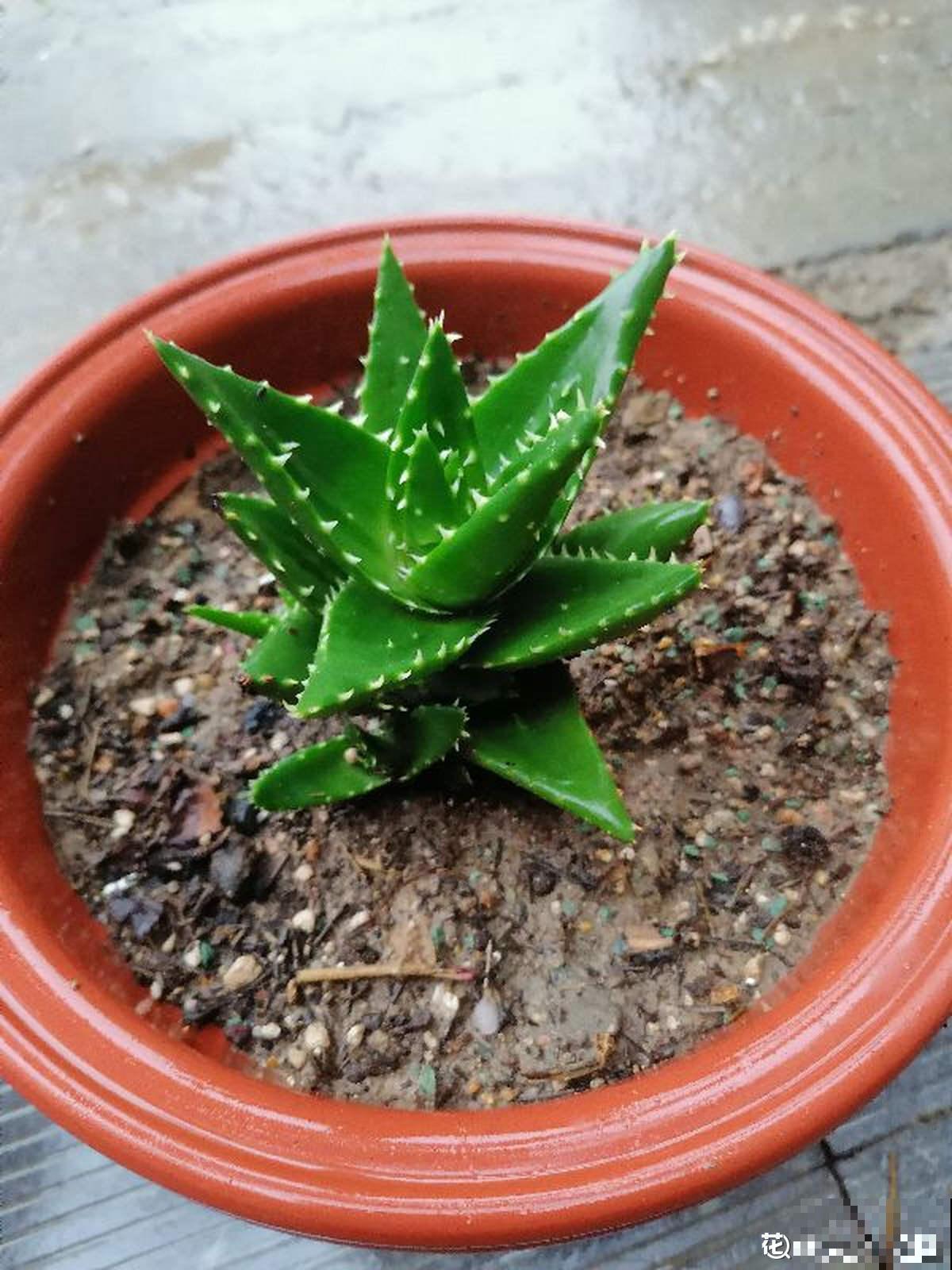 家里养的芦荟，开出一串大花箭，好运气要来了？