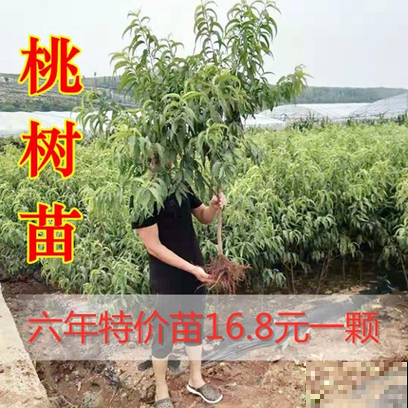 观赏桃树和食用桃树是同一种吗?走进桃树大国,揭秘桃树种类 观赏桃树和食用桃树是同一种吗?走进桃树大国,揭秘桃树种类