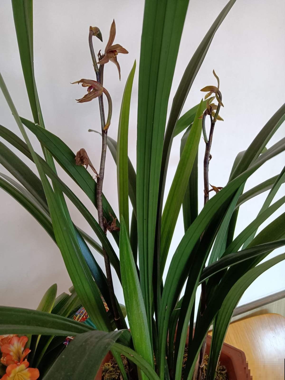 兰花五大品种,一个比一个幽雅,居家养殖真大气 兰花五大品种,一个比一个幽雅,居家养殖真大气