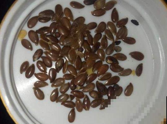 水塘边长出的“烤肠”,原来叫香蒲,毛茸茸特好玩 水塘边长出的“烤肠”,原来叫香蒲,毛茸茸特好玩