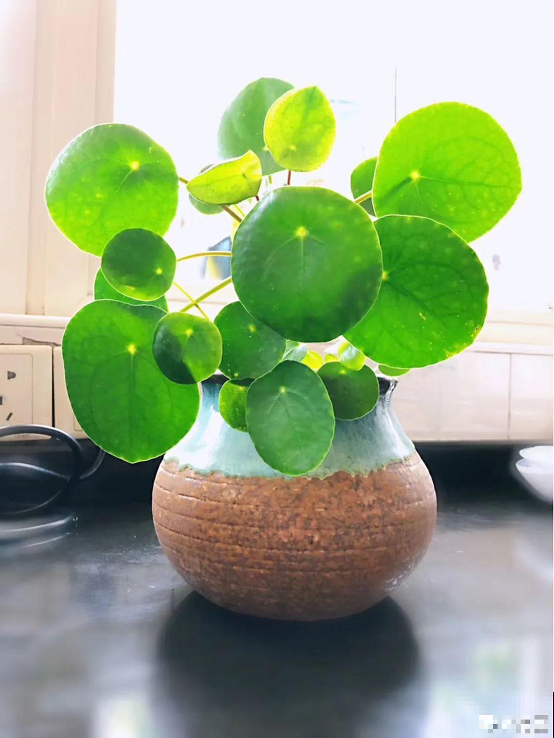 10种花,看着贵气有格调,实际价格很便宜 10种花,看着贵气有格调,实际价格很便宜