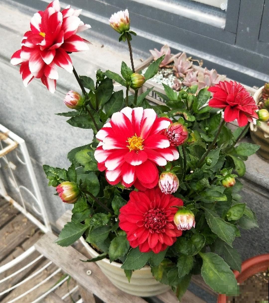 10种花并不是一次性,掌握养护要点,还能复花 10种花并不是一次性,掌握养护要点,还能复花