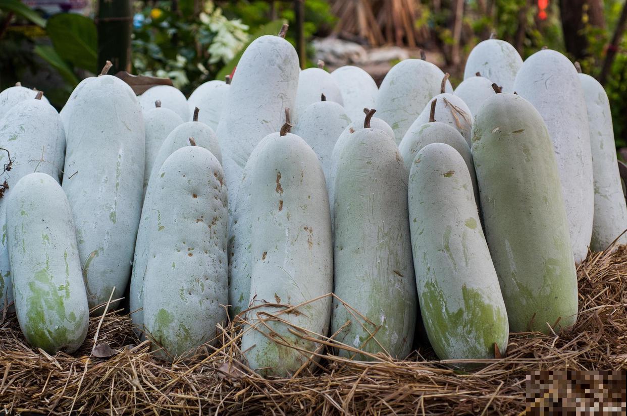 冬瓜个子矮，3个技术掌握好，冬瓜沉得抬不动