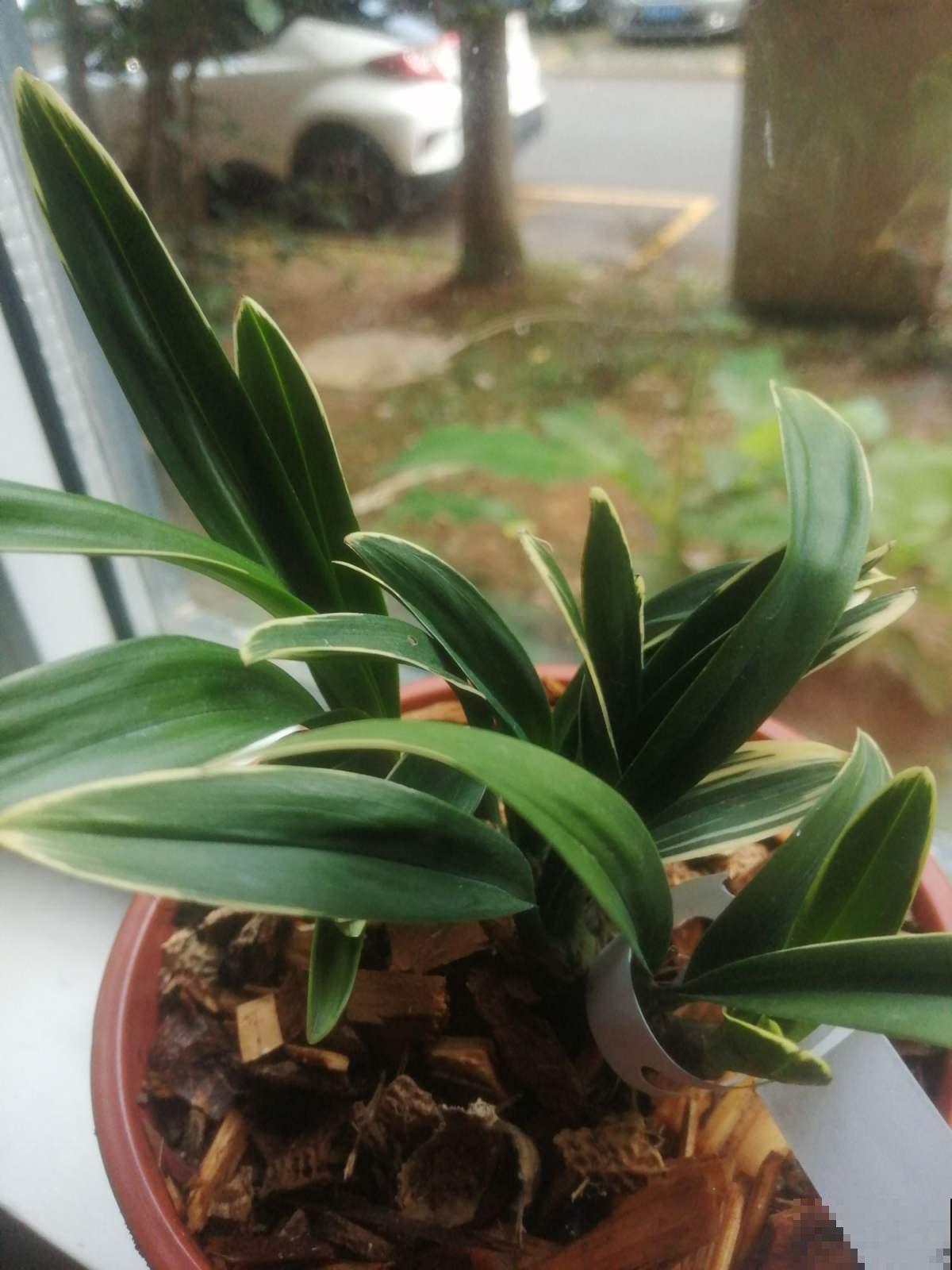 兰花五大品种,一个比一个幽雅,居家养殖真大气 兰花五大品种,一个比一个幽雅,居家养殖真大气