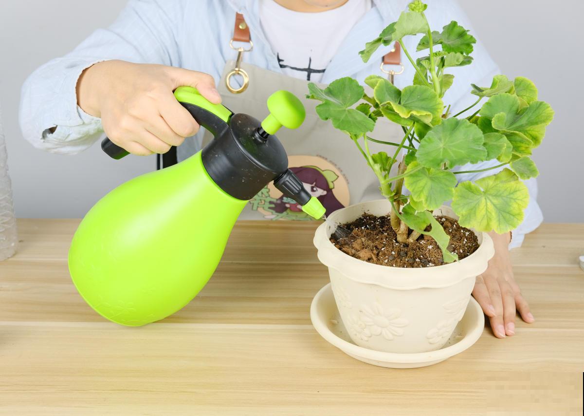 室内明明很凉快，怎么植物还枯萎？做好室内养护，植物安稳过夏天