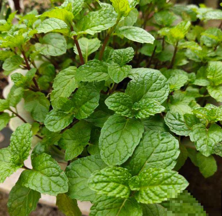 天然安全的驱蚊方法，驱蚊效果好，使用方便