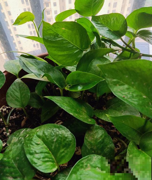 别养绿萝了，这6种彩叶花，家里没光也能养，颜值超高