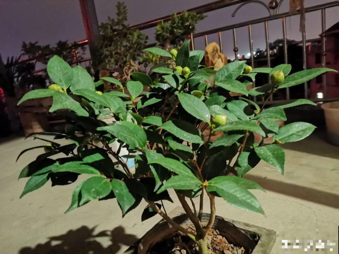 难养活的8种花，在家里养不好，扔门口反而呼呼开花