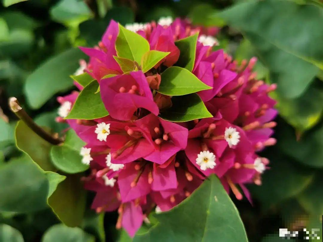 三伏天也要施肥的花，花肥喷一喷，促进开花