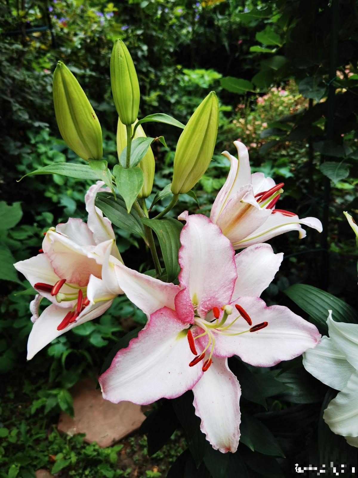 乔迁宴还是得送花!这5种花选好了,友谊更坚固 乔迁宴还是得送花!这5种花选好了,友谊更坚固