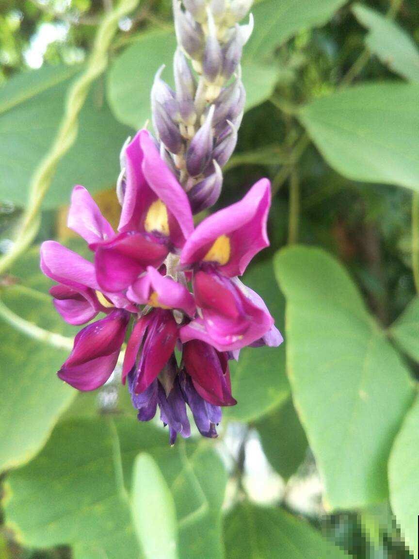 100种常见花,今天终于知道叫什么名了,建议收藏 100种常见花,今天终于知道叫什么名了,建议收藏