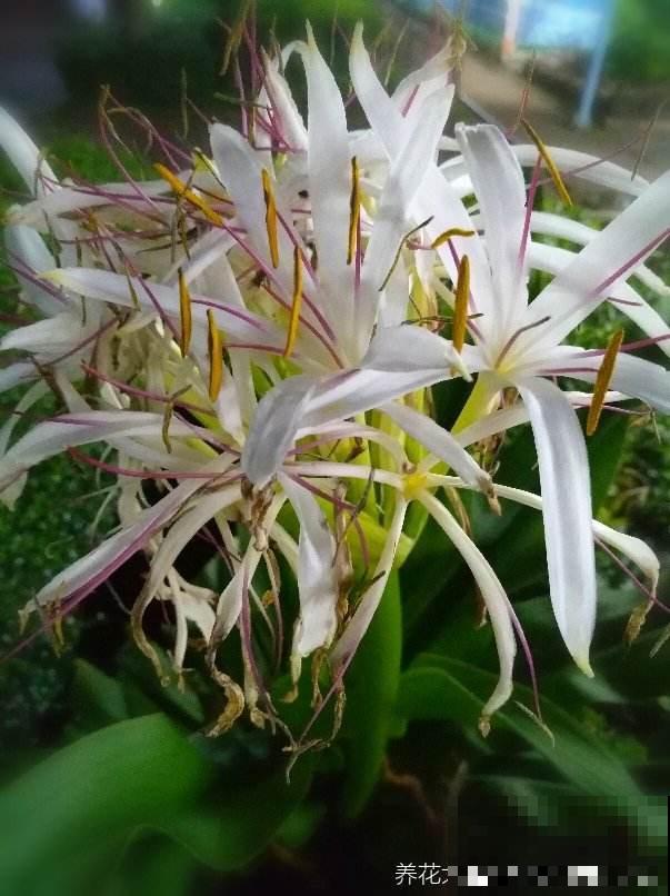 100种常见花,今天终于知道叫什么名了,建议收藏 100种常见花,今天终于知道叫什么名了,建议收藏