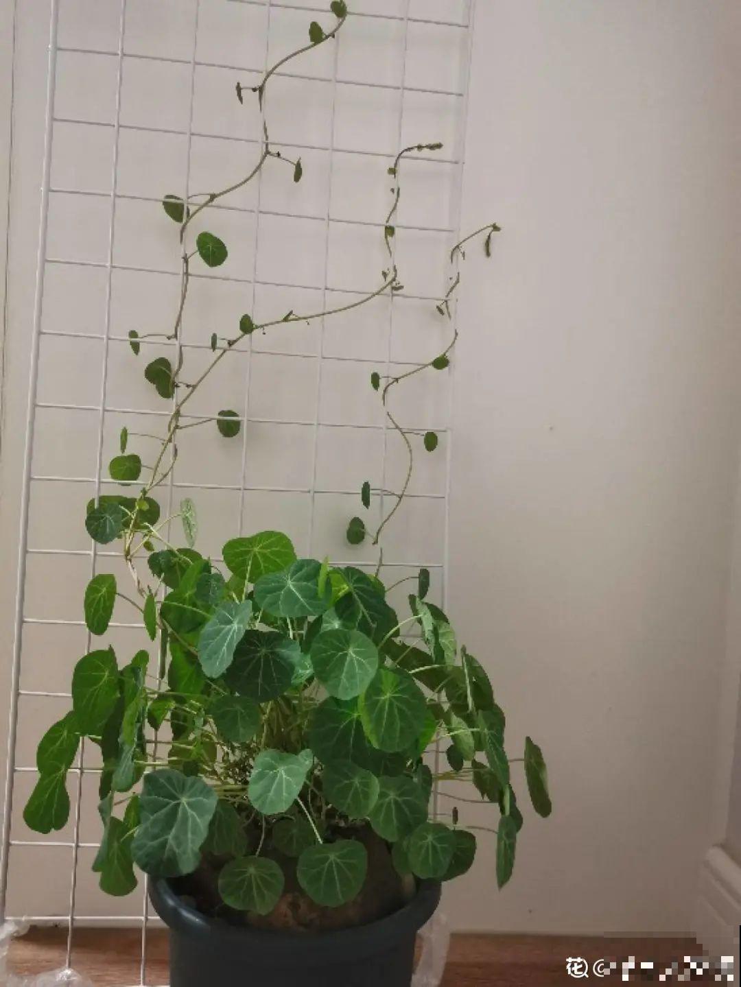 10种花,看着贵气有格调,实际价格很便宜 10种花,看着贵气有格调,实际价格很便宜