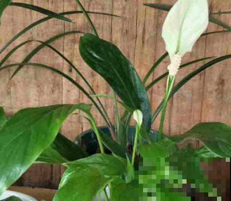 夏天在家养水培花，清清凉凉过夏天，养护超简单