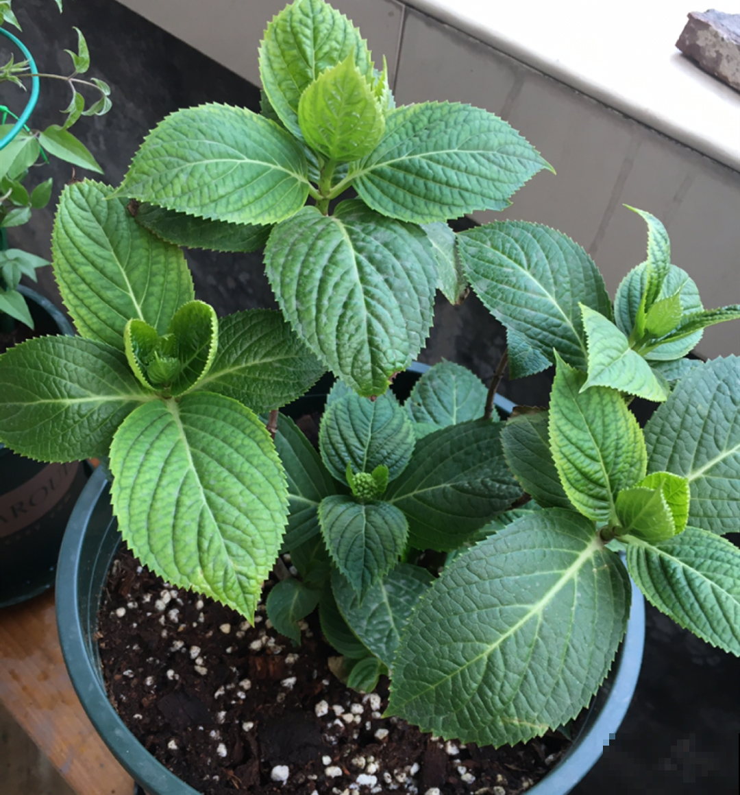 换盆时间到,换好后植物呼呼长,不换全年不开花 换盆时间到,换好后植物呼呼长,不换全年不开花