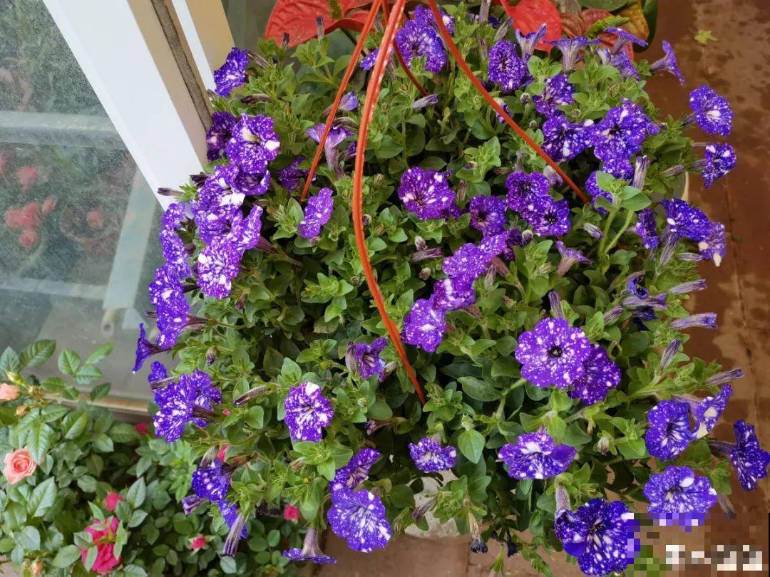 10种花并不是一次性,掌握养护要点,还能复花 10种花并不是一次性,掌握养护要点,还能复花