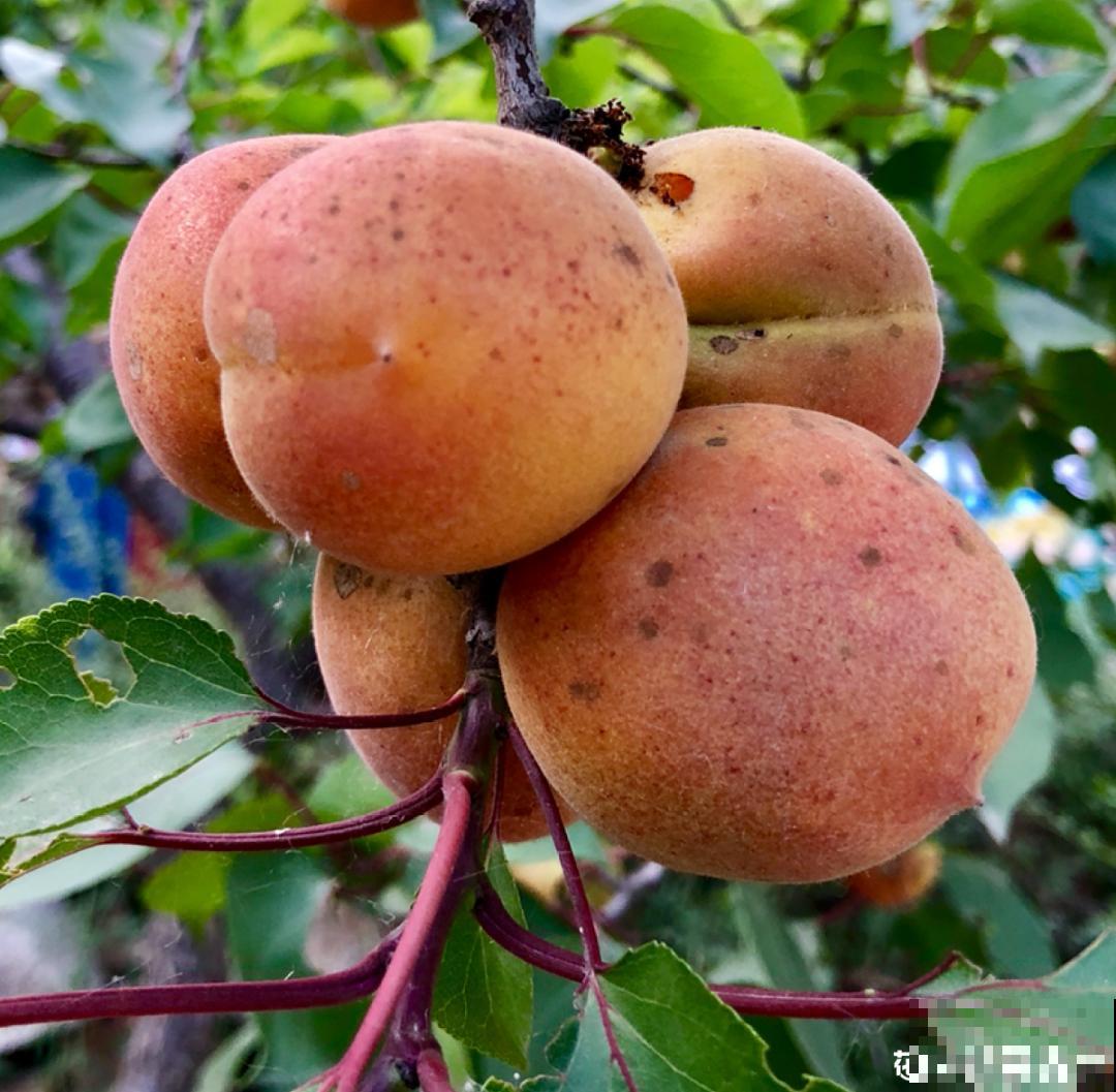 家门口长出这10种草,赶紧拔掉,不然会惹麻烦 家门口长出这10种草,赶紧拔掉,不然会惹麻烦