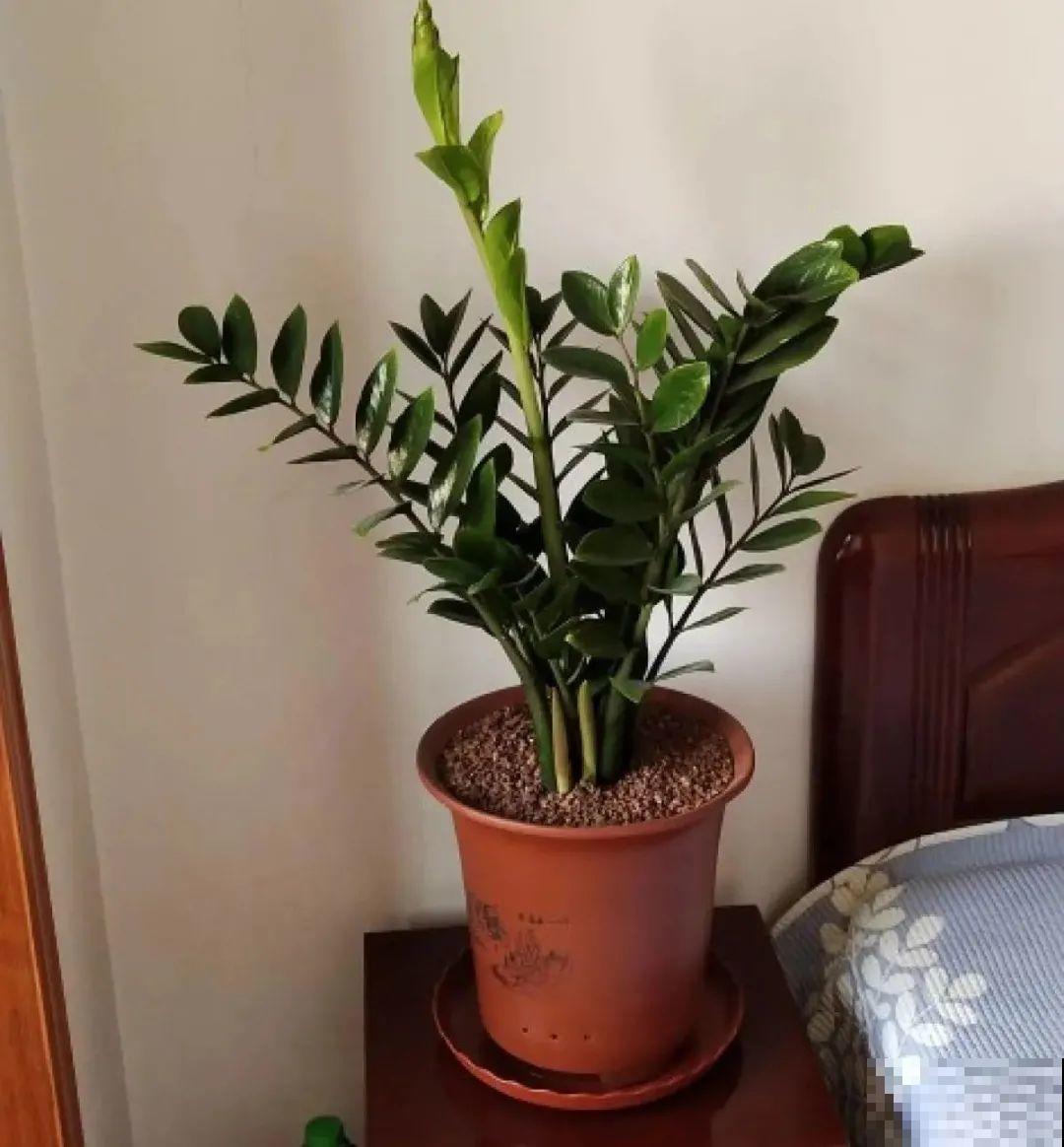 虎皮兰浅盆养，小芽嗖嗖冒，满盆都是新芽