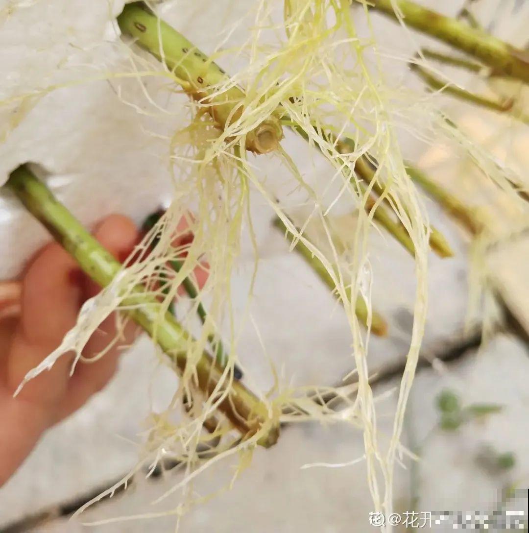 8种花，越热越扦插，大白根呼呼冒