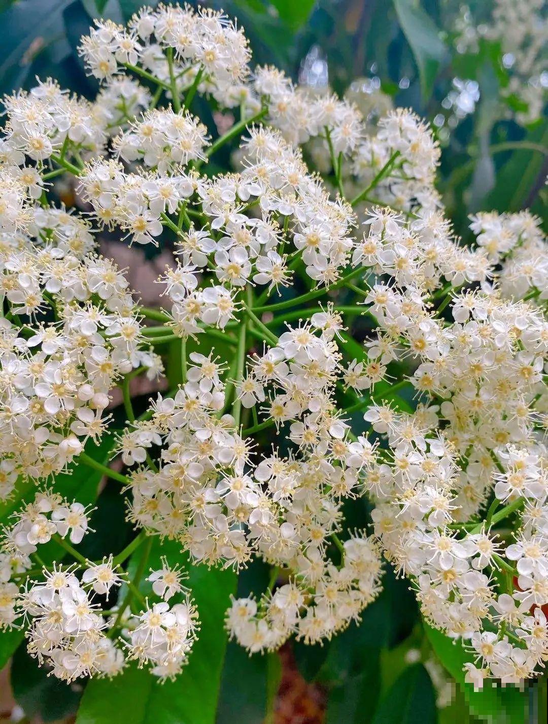 仙气飘飘的花，颜值高、花期长，养一盆不亏