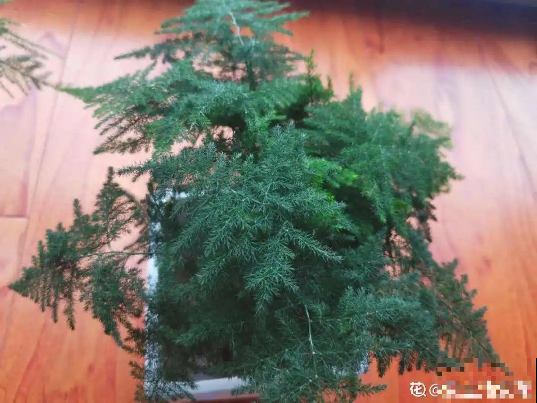 夏天养文竹，不能暴晒，不然叶子都黄了