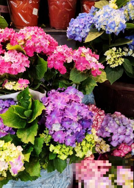 养花8年，总结出6个“坑”，早看早避开