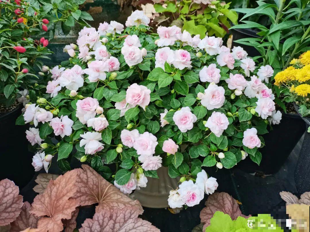 仙气飘飘的花，颜值高、花期长，养一盆不亏