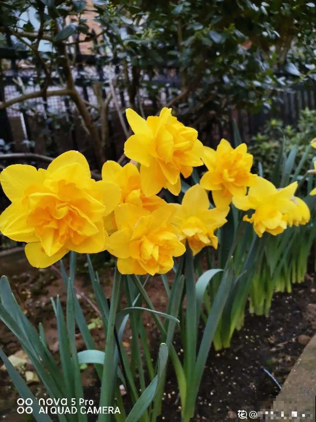 现在适合种11种花，耐寒好养活，呼呼开花爆盆