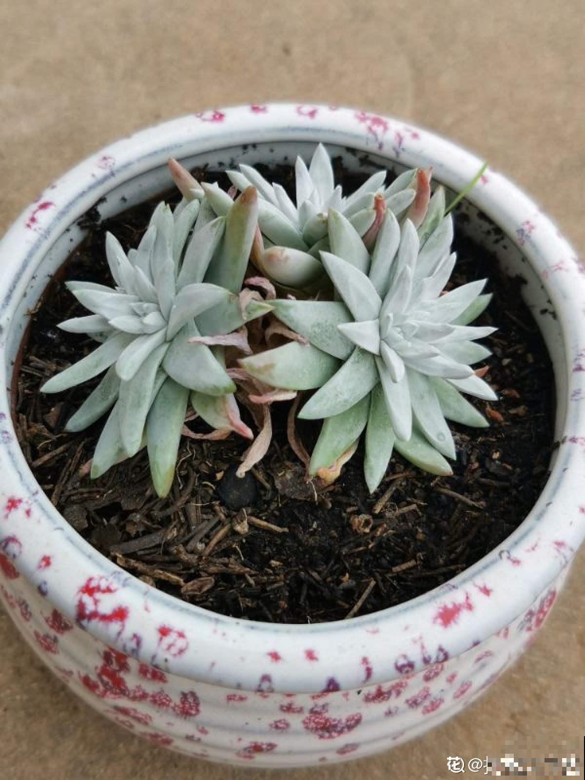 多肉出现这4个症状，就是生病了，再不注意全是隐患