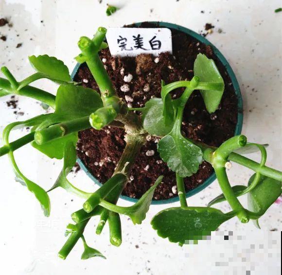 现在给花剪一刀,剪成一个“小平头”,呼呼冒芽爆盆 现在给花剪一刀,剪成一个“小平头”,呼呼冒芽爆盆