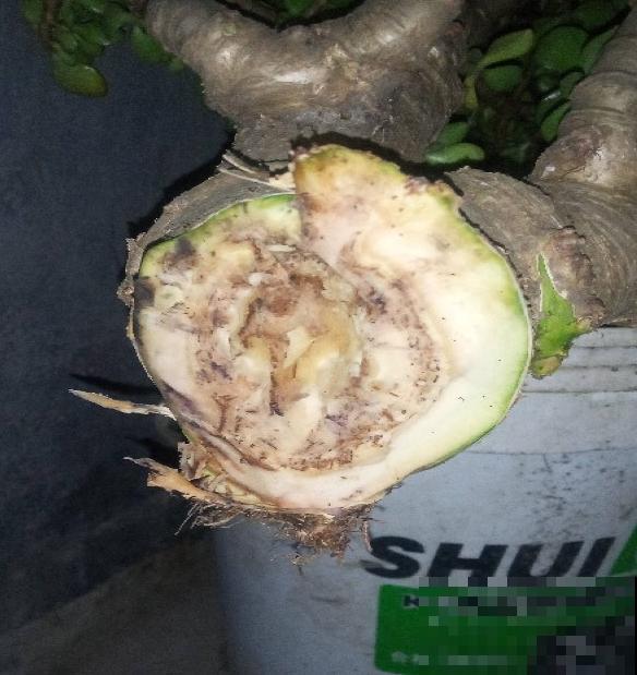 秋天植物苏醒后,重点防烂根,4个要点要做好 秋天植物苏醒后,重点防烂根,4个要点要做好