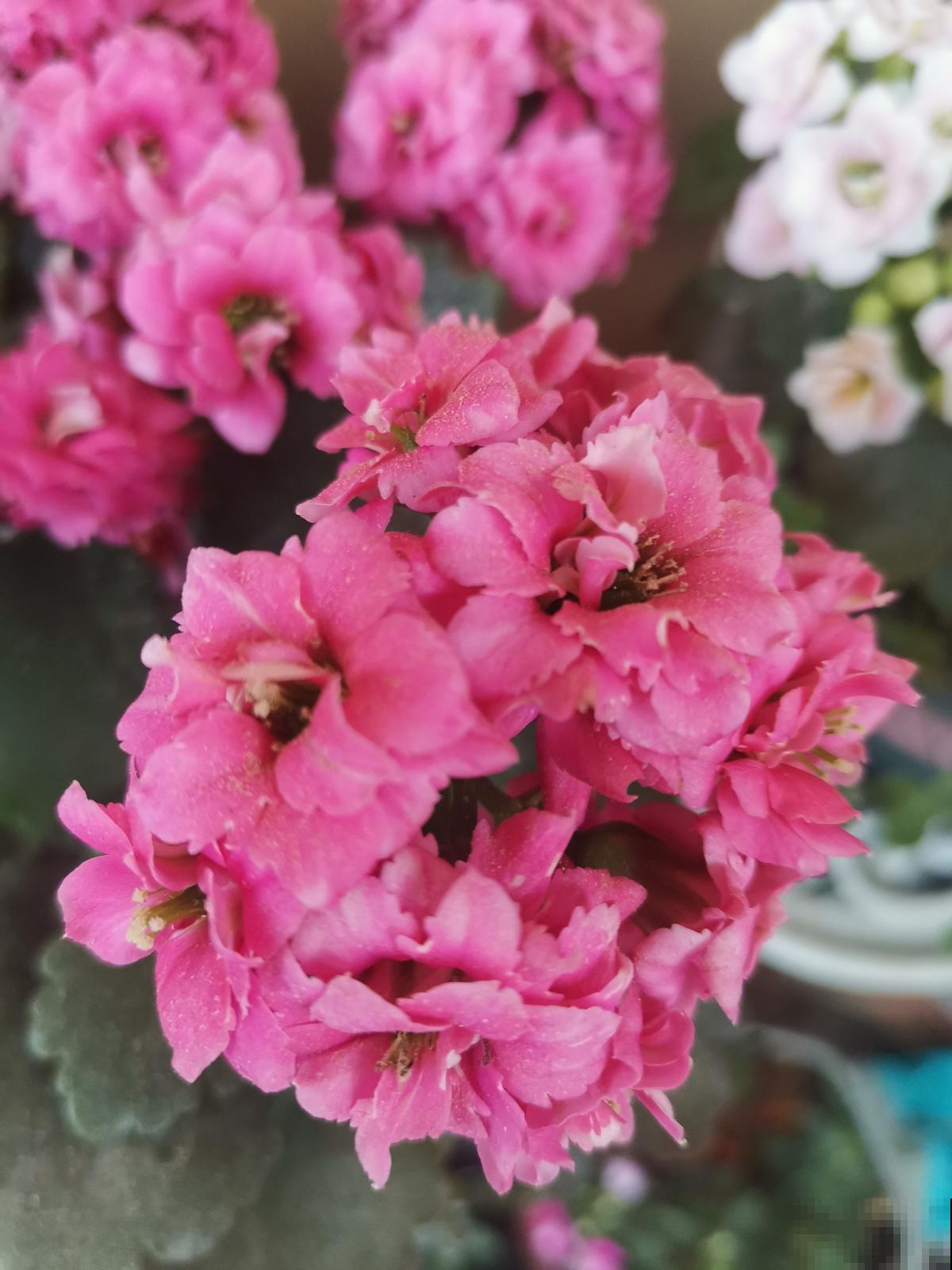 家里有老人，就养4种“寿星花”，好养活寓意好