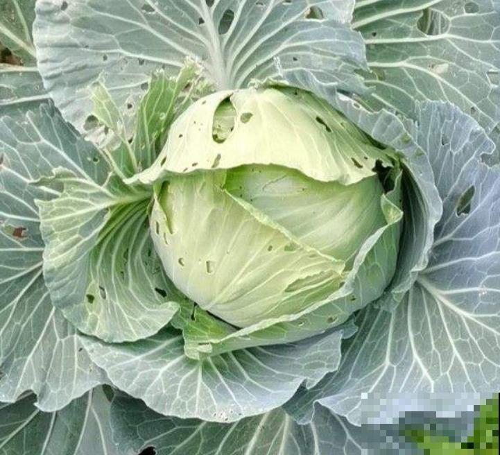 常见水果上市的季节,多吃应季蔬果,对身体有好处 常见水果上市的季节,多吃应季蔬果,对身体有好处