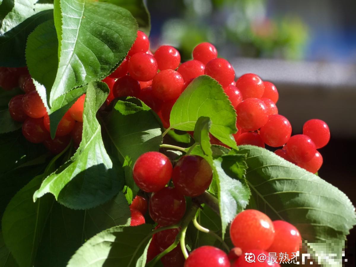 5个步骤，还你一盆樱桃盆栽，果实红得像宝石