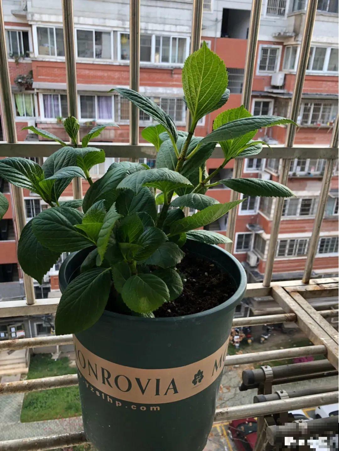 超耐阴的绣球花,放阴凉地也能开爆盆,颜色姹紫嫣红 超耐阴的绣球花,放阴凉地也能开爆盆,颜色姹紫嫣红