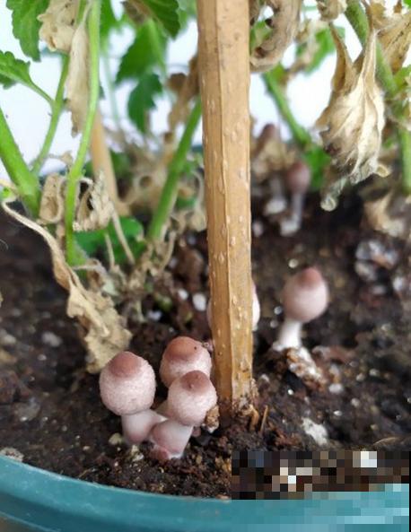 土壤里长出“白毛毛”，别犹豫，赶紧换盆，不然花很快死翘翘