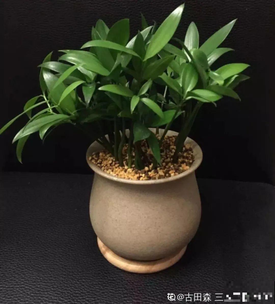 江西无蚊村,种满“驱蚊树”,一年四季没蚊子 江西无蚊村,种满“驱蚊树”,一年四季没蚊子