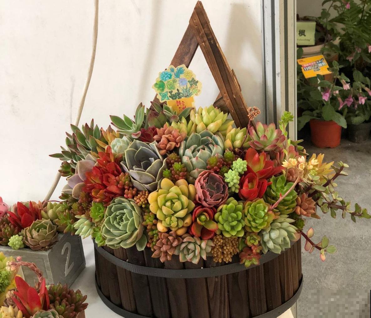 6种多肉，爱爆“小崽芽”，秋天养正合适