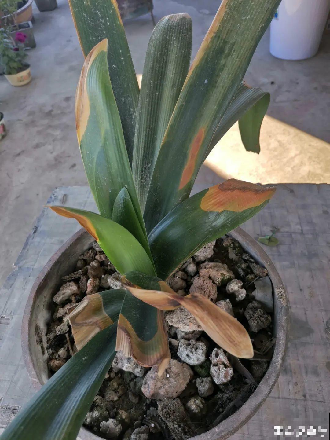 8种花夏天不能买,买回来就死,白浪费钱 8种花夏天不能买,买回来就死,白浪费钱