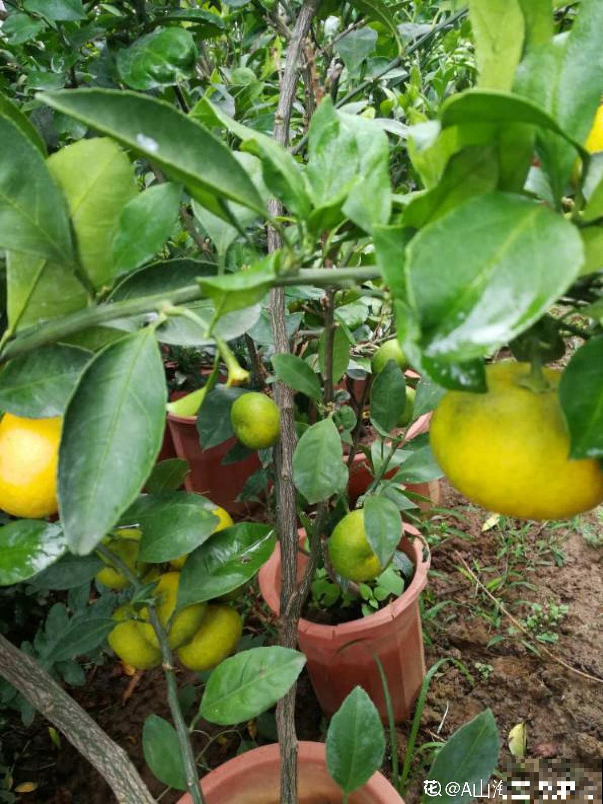 盆栽柑橘想结果，只需5个步骤，养好了就能结出“金元宝”