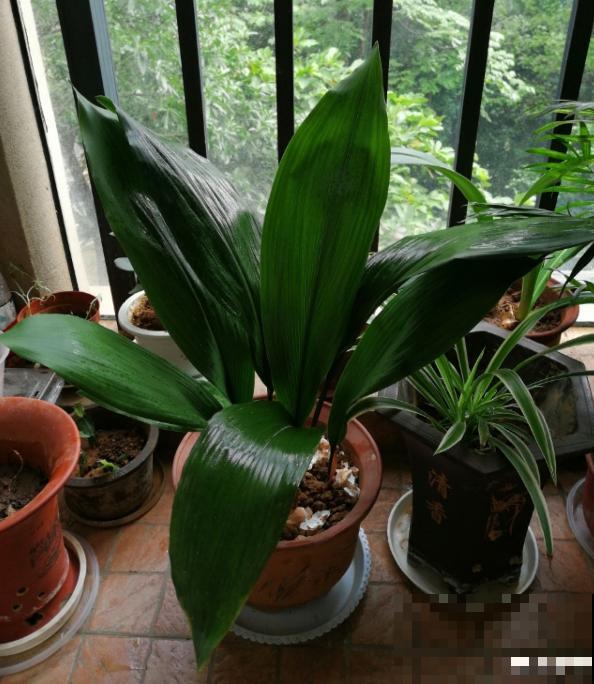 家里没有直射光，适合10种耐阴绿植生长，叶子花花绿绿像油画