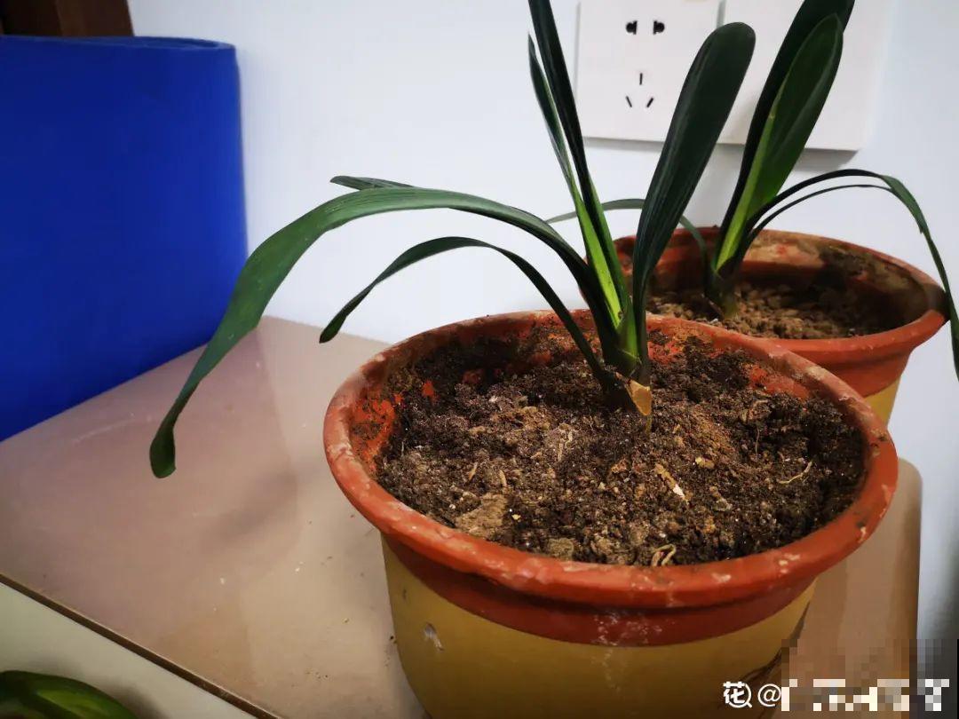 30℃以上，10种花就先别养了，买一盆死一盆，别怪我没提醒你