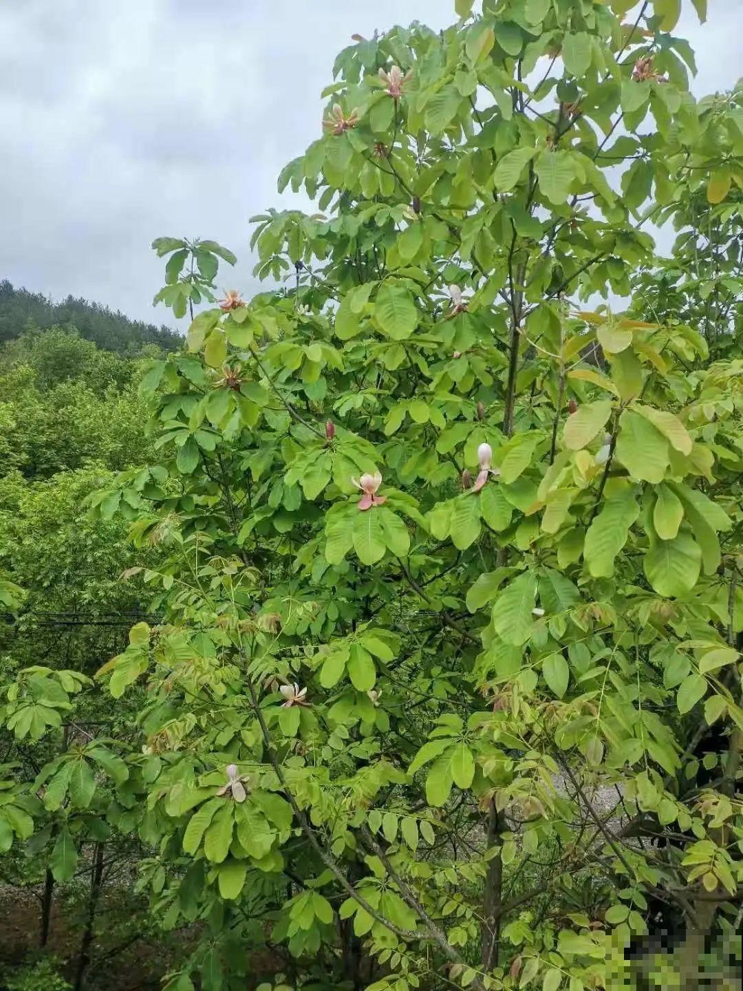 看到稀奇花，不认识的别去挖，可能会触犯法律