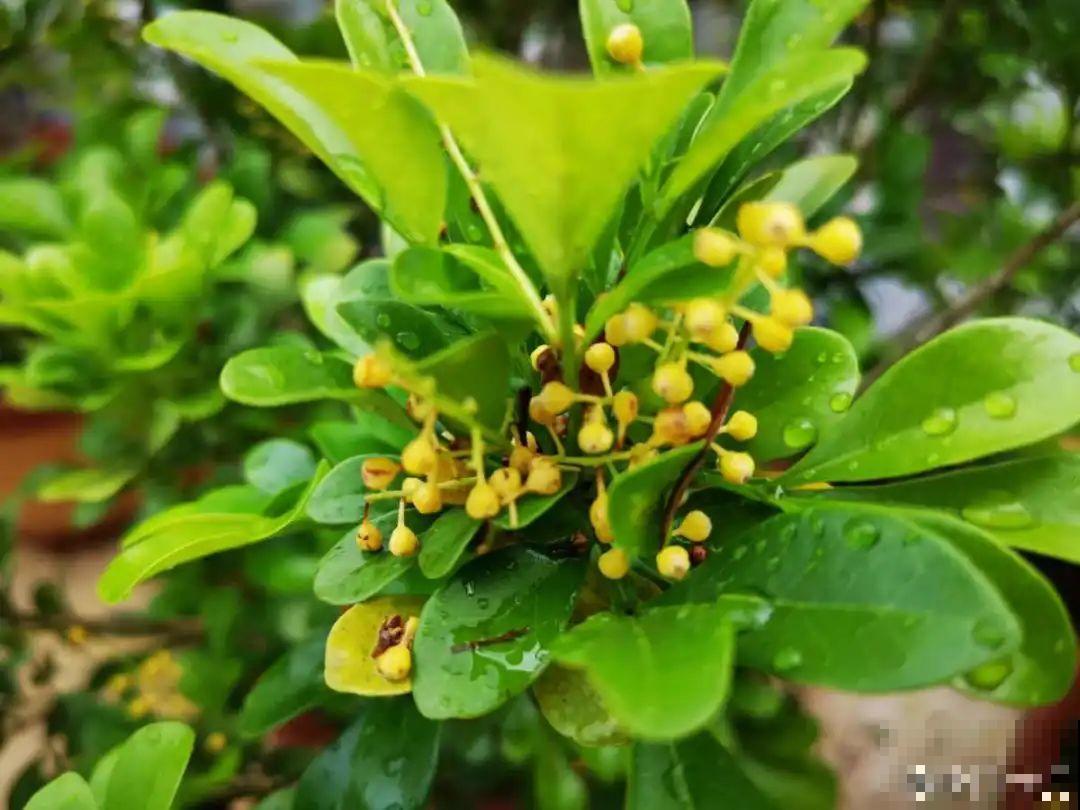 9种花，天热也要施肥，否则活不长，越养越差劲