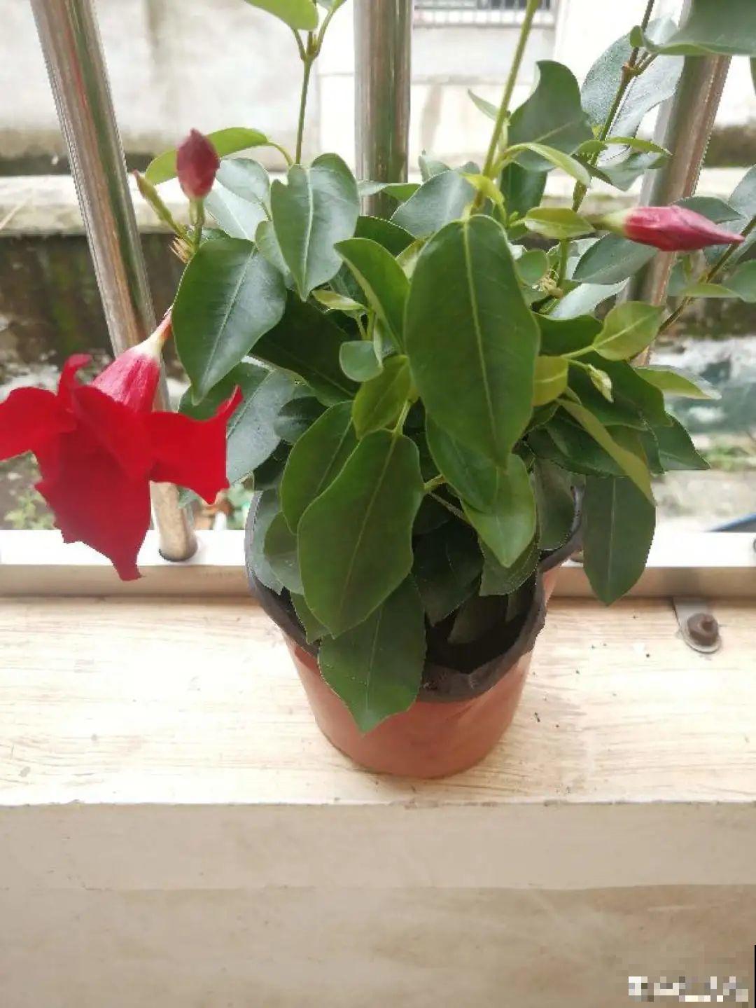 网购回家的花，一定要第一时间打开，不然都闷死了