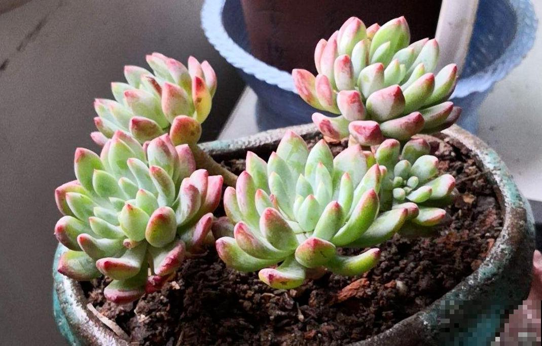 蓝苹果不够蓝不生长？解决这3个问题，不愁不爆盆