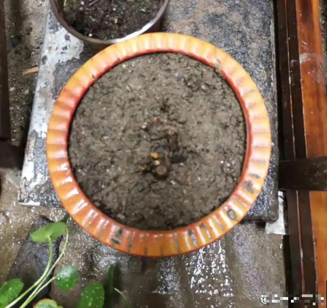 换盆时间到,换好后植物呼呼长,不换全年不开花 换盆时间到,换好后植物呼呼长,不换全年不开花